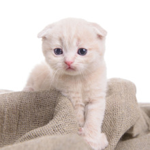 猫の粗相!『おしっこくさい』を解決する3つの掃除方法~前編~