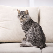 急な出張が!慌てなくて大丈夫。猫を留守番をさせるときの大事なコツ