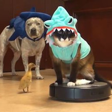 何度観ても面白い!ルンバを乗りこなすシュールな猫動画3選☆
