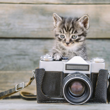 動物写真家 岩合さんに学ぶ「ねこの写真の撮り方」中級編