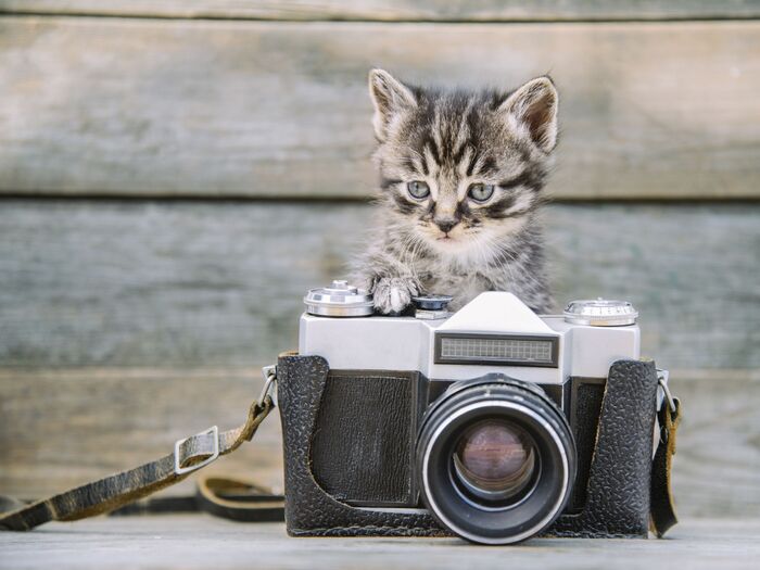 動物写真家 岩合さんに学ぶ「ねこの写真の撮り方」中級編