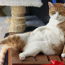 どうしてお腹がタプタプしてるの?猫のルーズスキンの理由とは