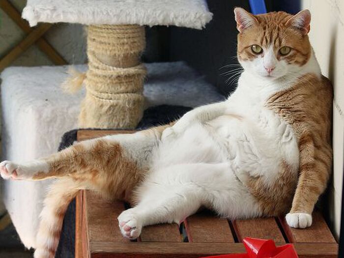 どうしてお腹がタプタプしてるの?猫のルーズスキンの理由とは