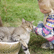 もうメロメロ♥猫が触られて気持ちいいと感じる場所はどこ?