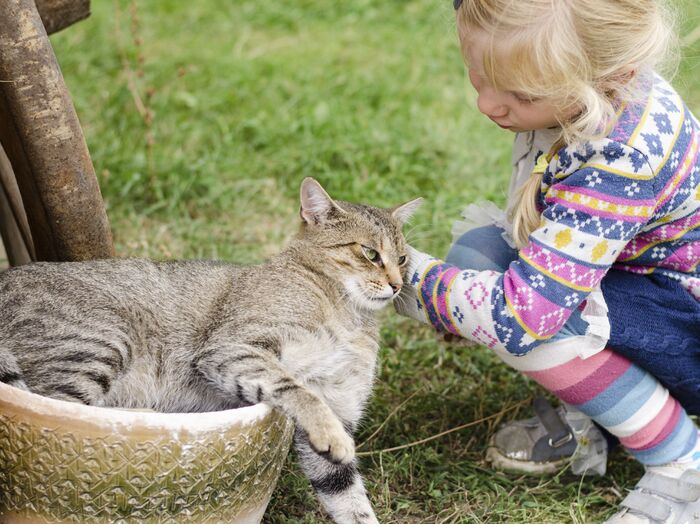 もうメロメロ♥猫が触られて気持ちいいと感じる場所はどこ?
