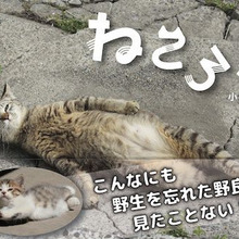 私もねころんが撮りたい!小森正孝氏に聞く野良猫を上手に撮る秘訣
