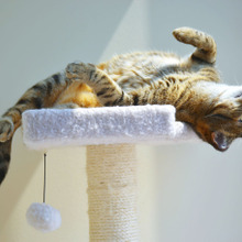 猫を留守番させるとき☆お猫様が快適なケージを選ぶ3つのポイント