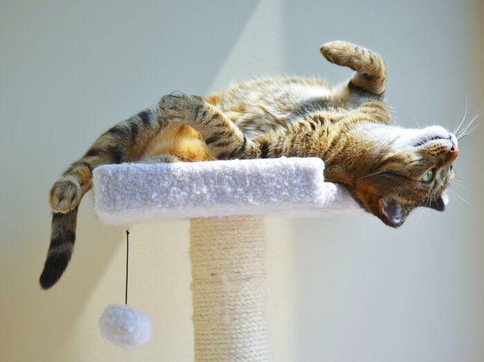 猫を留守番させるとき☆お猫様が快適なケージを選ぶ3つのポイント