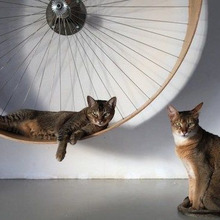 これは人間でも欲しい!美しすぎるお猫様用のルームランナー