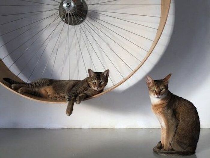 これは人間でも欲しい!美しすぎるお猫様用のルームランナー