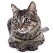 どうして何もない空間を見つめるの…猫には霊感があるのかも?