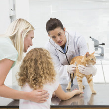 猫のノミ、ダニをほぼ完全に駆除できる!レボリューションとは?