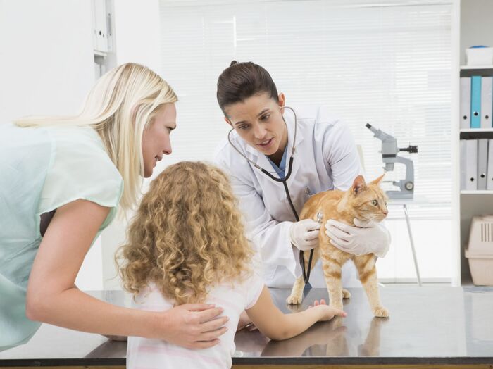 猫のノミ、ダニをほぼ完全に駆除できる!レボリューションとは?