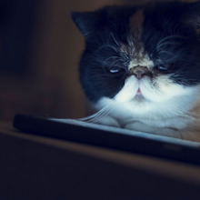 猫が夢中!レーザーポインターで猫じゃらし♪でもこれって危険かも?