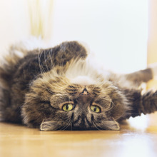 【ネコの健康診断】病気かな…と思った時はココをチェック!