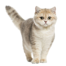 これは凄いニャ~!歴史に残るほど猫好きで有名だった人物3選☆