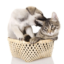 ネコを守るための防災対策①コレだけはやっておきたいポイント3つ!