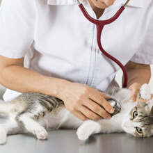 猫のレントゲン写真1枚6千円…医療費の相場を知っておこう