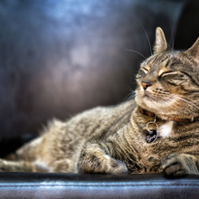 『猫の介護』自宅で行う老猫の「看取りケア」に必要な3つのポイント