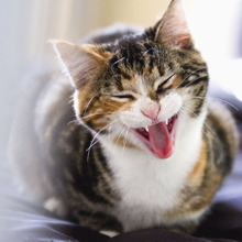 猫の夜泣きは病気のサイン?高齢猫に多い夜泣きの対処法とは