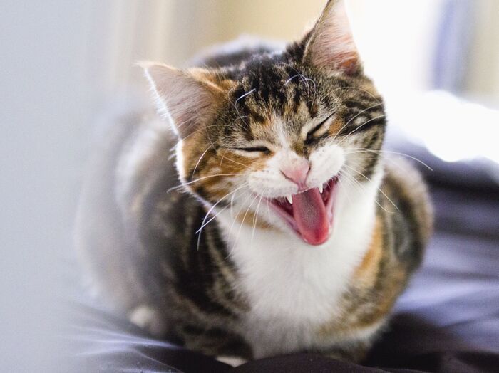 猫の夜泣きは病気のサイン?高齢猫に多い夜泣きの対処法とは