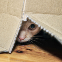 ネコを守るための防災対策②これをやっておくと結構安心♪日常編