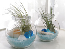 100均の丸瓶&エアプランツでかわいいテラリウム♪