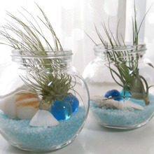 100均の丸瓶&エアプランツでかわいいテラリウム♪