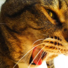 GOU