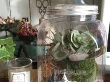 【100均リメイク】メイソンジャー風のテラリウム