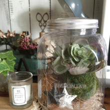 【100均リメイク】メイソンジャー風のテラリウム