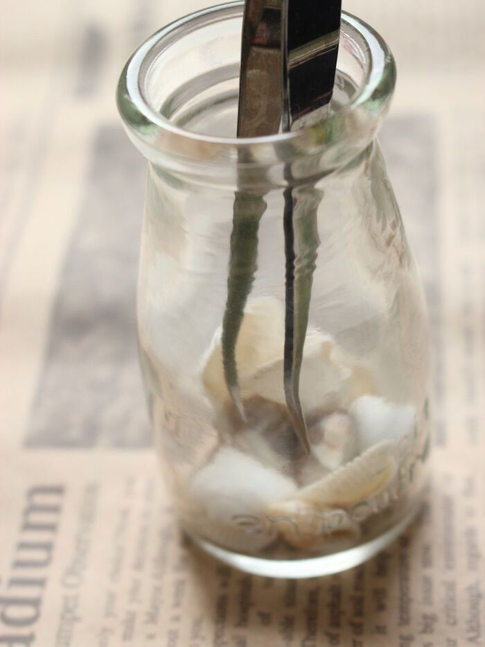 テラリウムの作り方①