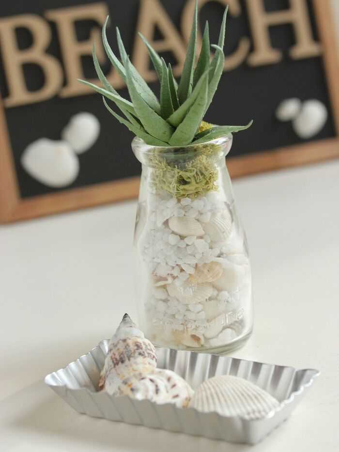 テラリウムの作り方④