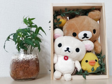 ぬいぐるみをレイアウト♡簡単!かわいい!インテリア