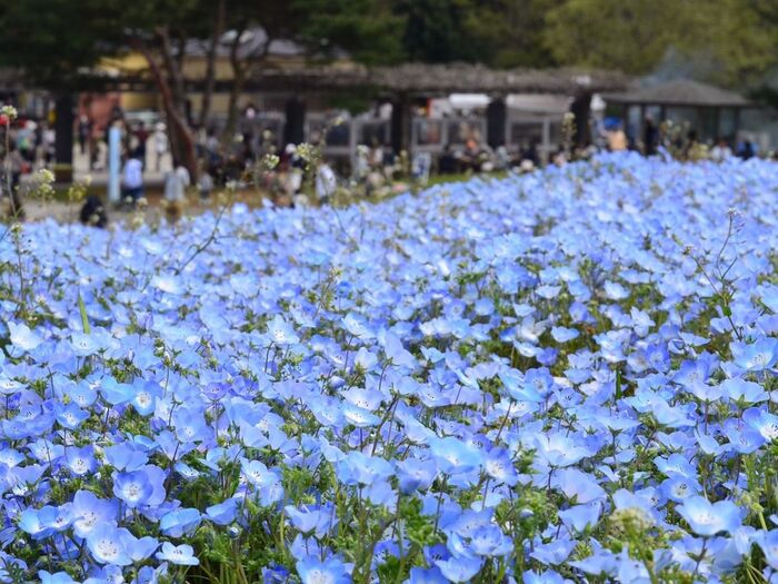 ネモフィラがきれい!お出かけ情報:茨城国営ひたち海浜公園