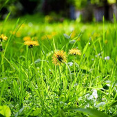 春はうつ病に注意? 症状と気をつけること