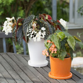 ガーデニングにおすすめ★花も葉も楽しめるベゴニアが新しい!