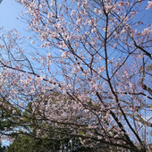 erise