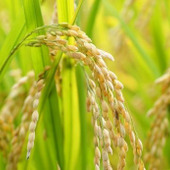 お米の中に何かいるかも・・・?