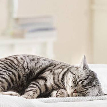 ネコも紫外線は大敵!○○な猫はご用心☆猫の日焼けは結構怖いらしい…。