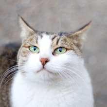アバウトでOK!ネコの手作りご飯を成功させるポイントはたったの3つ!