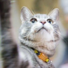 1DKでもすっきり!狭い部屋で猫とすっきり暮らすための5つのコツ