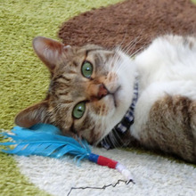 キャットフードはココをチェック!猫のためのキャットフード選びのコツ