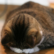 飼い主さんに知って欲しい!猫のごめん寝は○○○のサイン