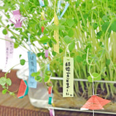笹がなくても大丈夫! 再生豆苗で、お手軽!卓上七夕飾り