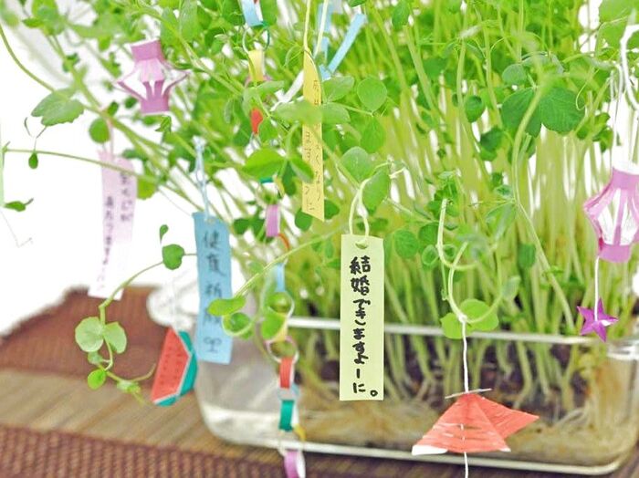 笹がなくても大丈夫! 再生豆苗で、お手軽!卓上七夕飾り