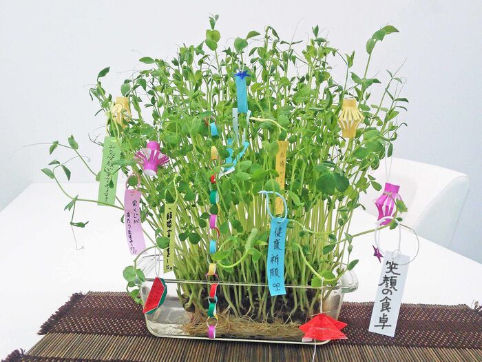 七夕飾りを飾る