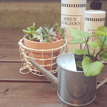 さつまいも?!セリアグッズで素敵インテリアに大変身