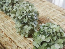 紫陽花をキレイにドライフラワーにするコツ♪