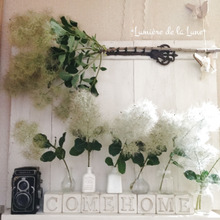 スモークツリーで、ふわふわディスプレイ